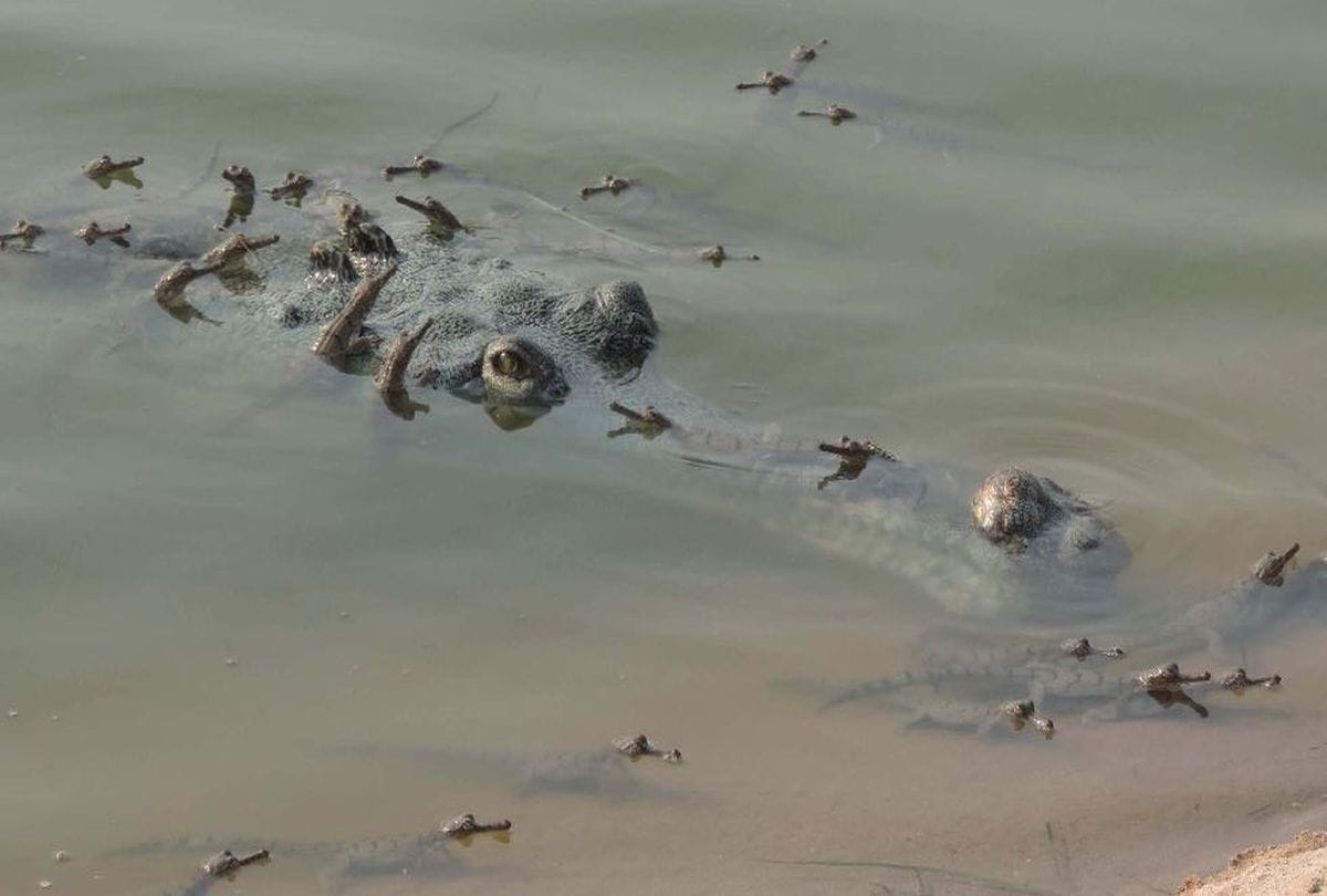 Chambal alligators can roam up to 210 km in water