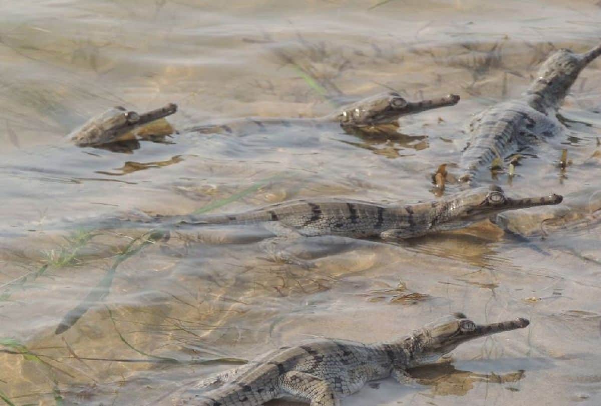 number of alligators increased in Chambal river
