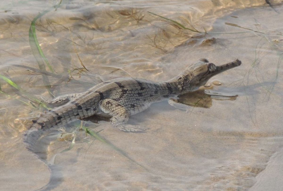 crocodile found dead in PPganj Gorakhpur