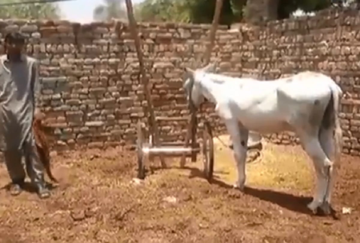 Donkey along with eight others arrested for gambling in Pakistan