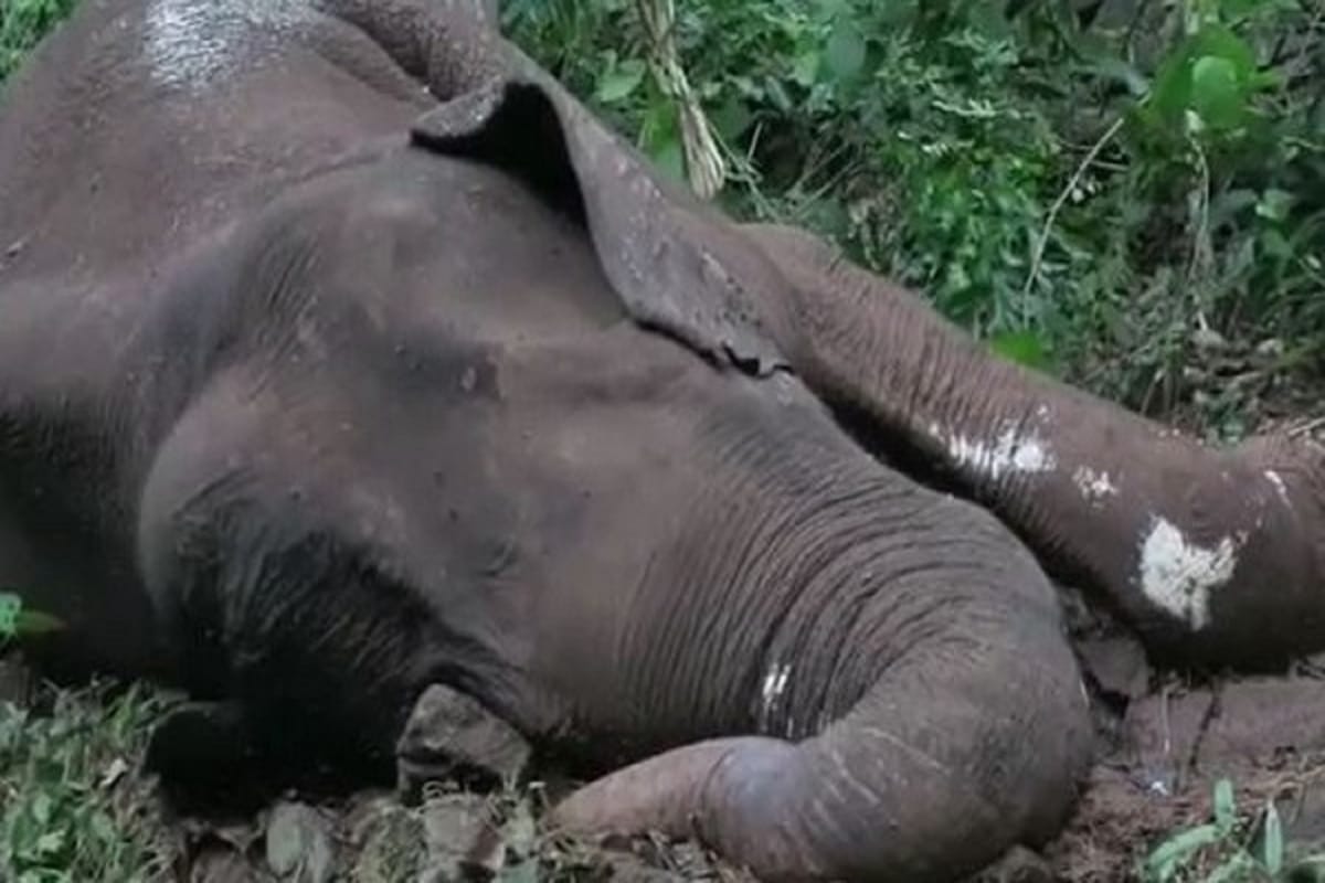 Carcass of elephant found with tusks missing in Jharkhand