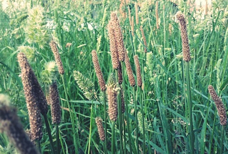 Read the method of making organic manure
