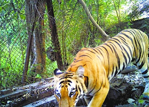 The team returned after some time wandering in the village, the tiger's location was not found.