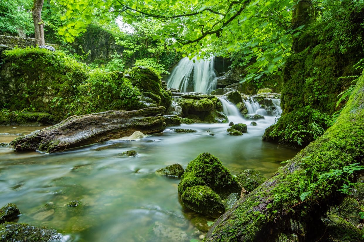 Forest area: how will our forests be saved