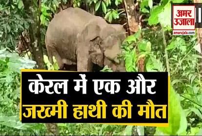 Elephant death in mallapuram of kerala after pregnant elephant death