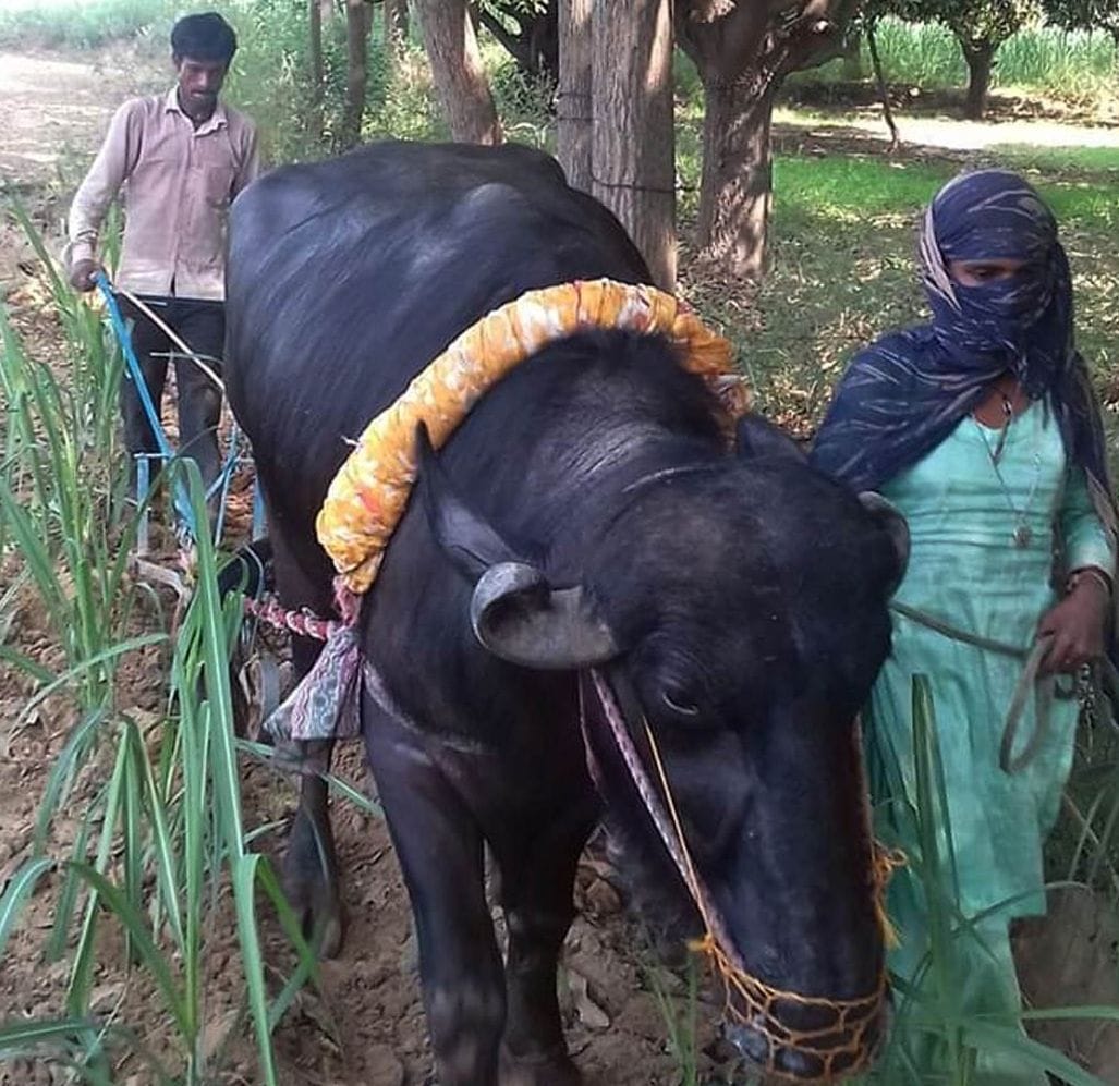 The couple became agricultural laborers for the sake of hunger