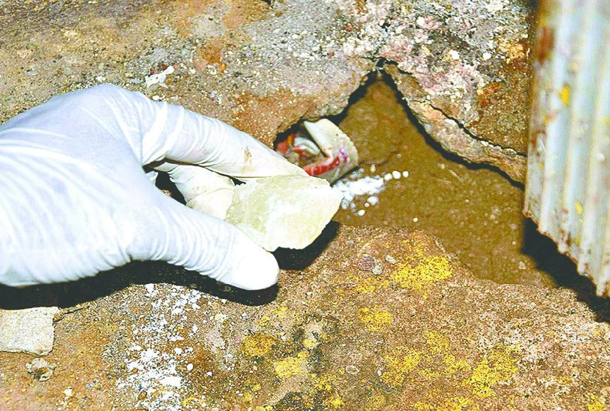 Rats Dug Tunnels in Petha Factories During Lockdown
