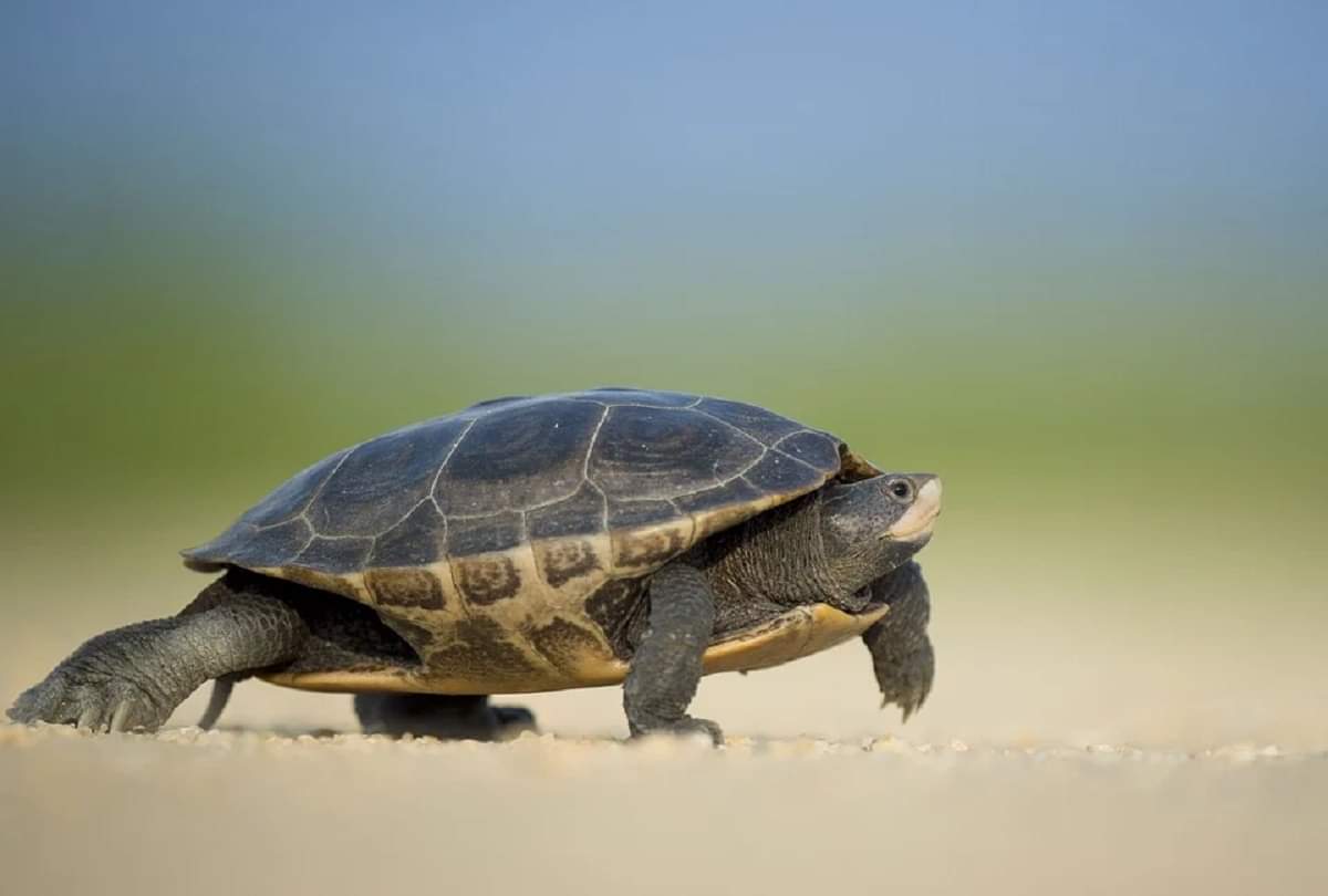 Interesting and strange facts about turtles