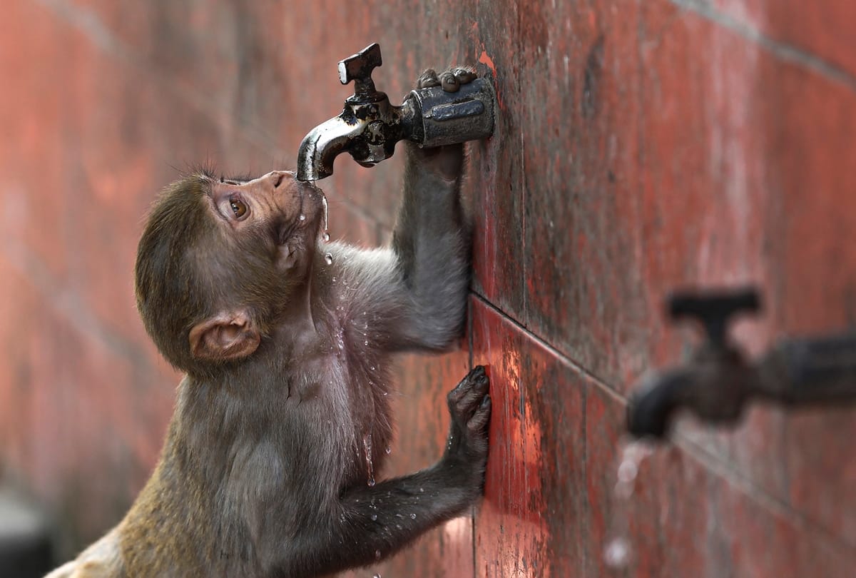 After mice Now Indian scientists are looking forward for monkeys to find out the strength of corona virus