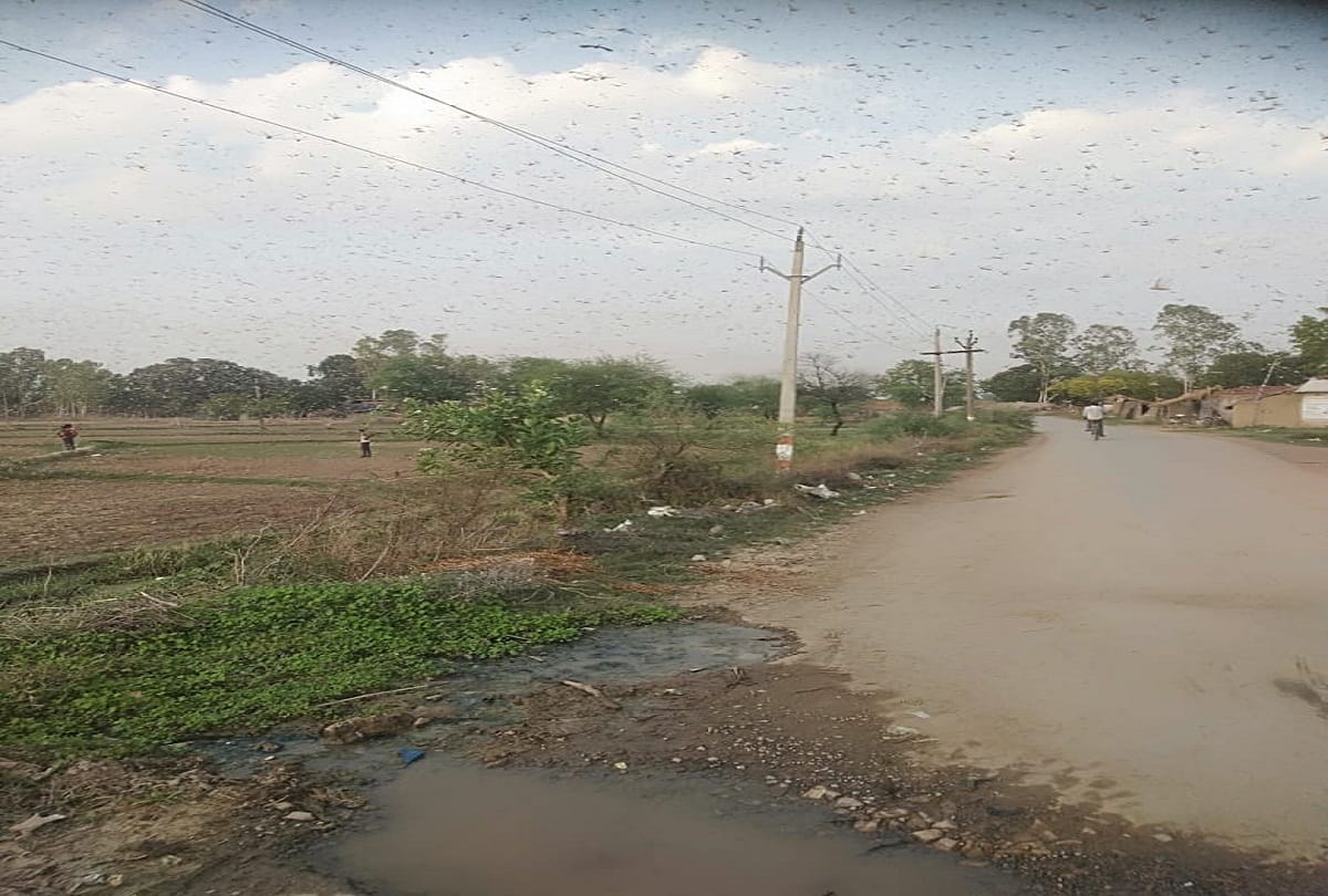 grasshopper attack in prayagraj: Locust team attacked in Koraon of Prayagraj