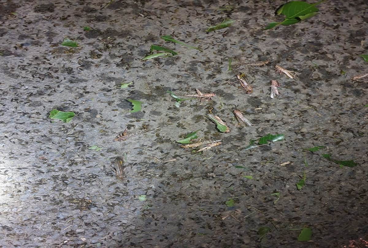 grasshopper attack in prayagraj: Locust team attacked in Koraon of Prayagraj