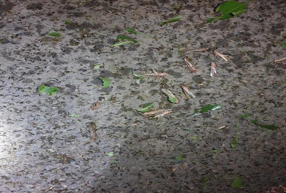 grasshopper attack in prayagraj: Locust team attacked in Koraon of Prayagraj