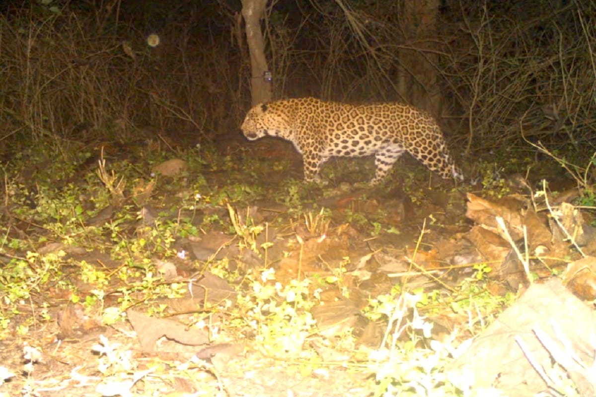 Leopard's body found in Etawah in school bathroom