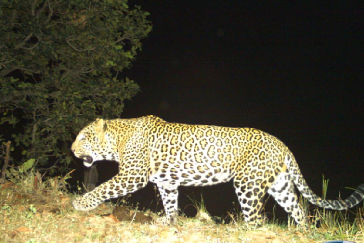 16 years girl died in front of her father after Leopard attacked in madhya pradesh