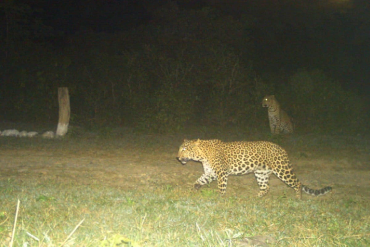 Uttar Pradesh News, 52 leopards have been captured in 200 cameras in the area of Shivalik Forest Division of Saharanpur