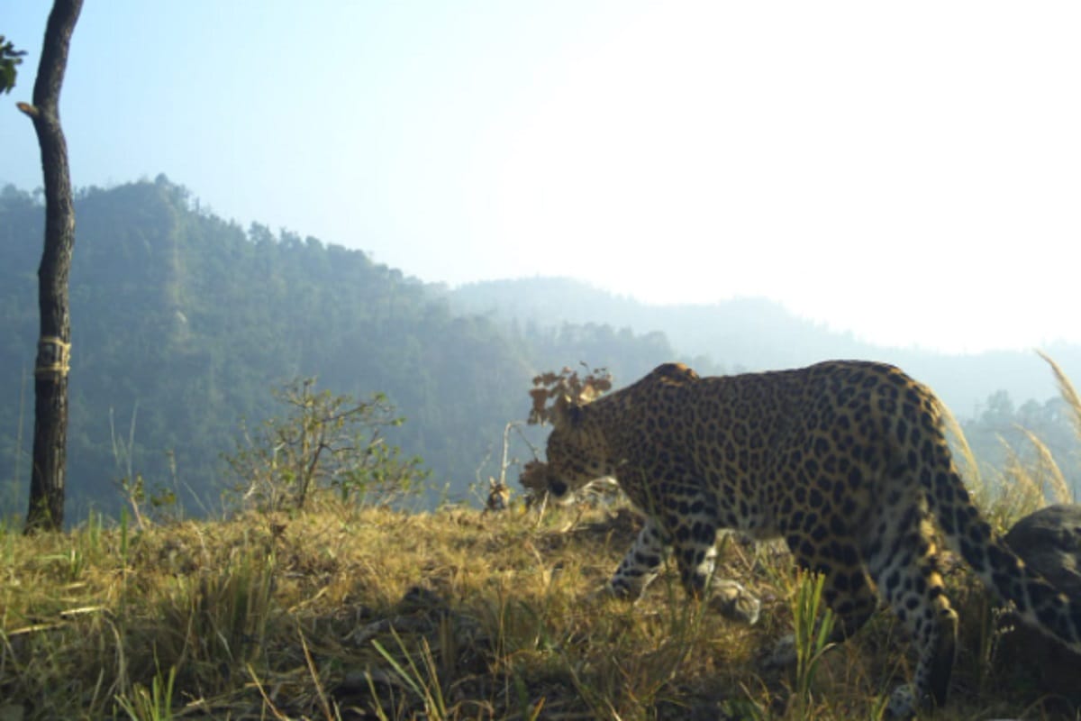 Uttar Pradesh News, 52 leopards have been captured in 200 cameras in the area of Shivalik Forest Division of Saharanpur