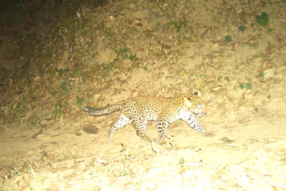 Uttar Pradesh News, 52 leopards have been captured in 200 cameras in the area of Shivalik Forest Division of Saharanpur