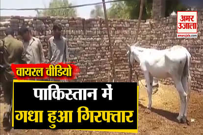 donkey arrested on charge of gambling in pakistan, video goes viral