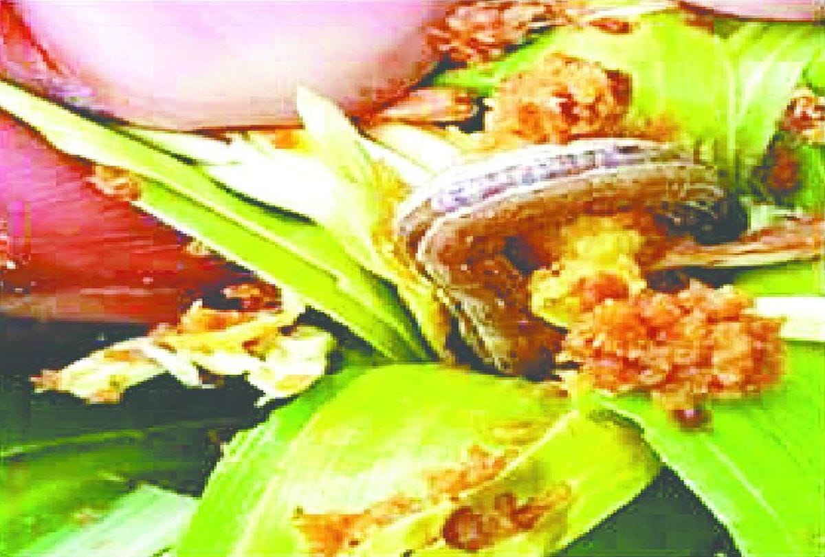Corn Crop Attacked By Army Worm Agriculture Department Issued Advisory