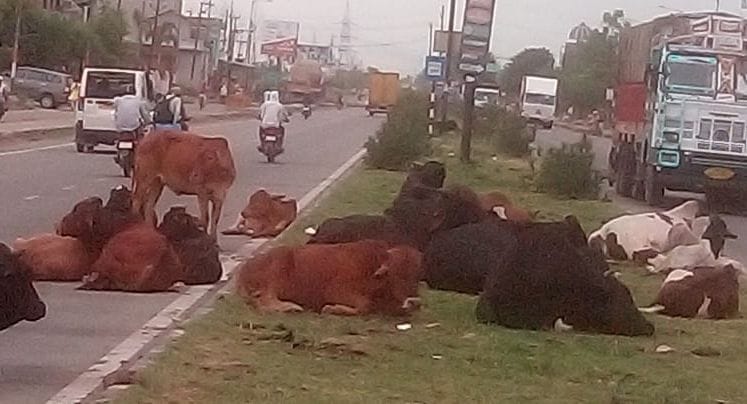 Instructions for protection of cow dynasty