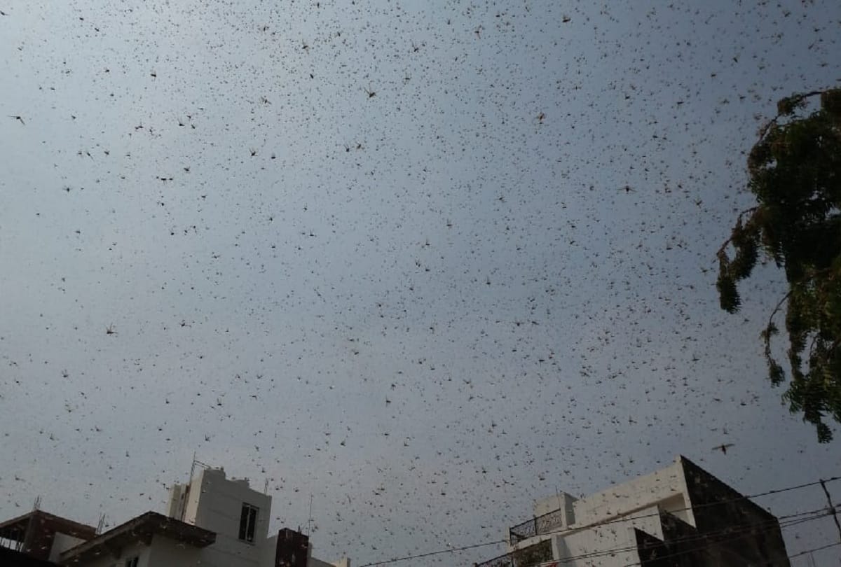Locust Swarm Attack India Latest News in Hindi Locust Swarm reached In Prayagraj crops damage