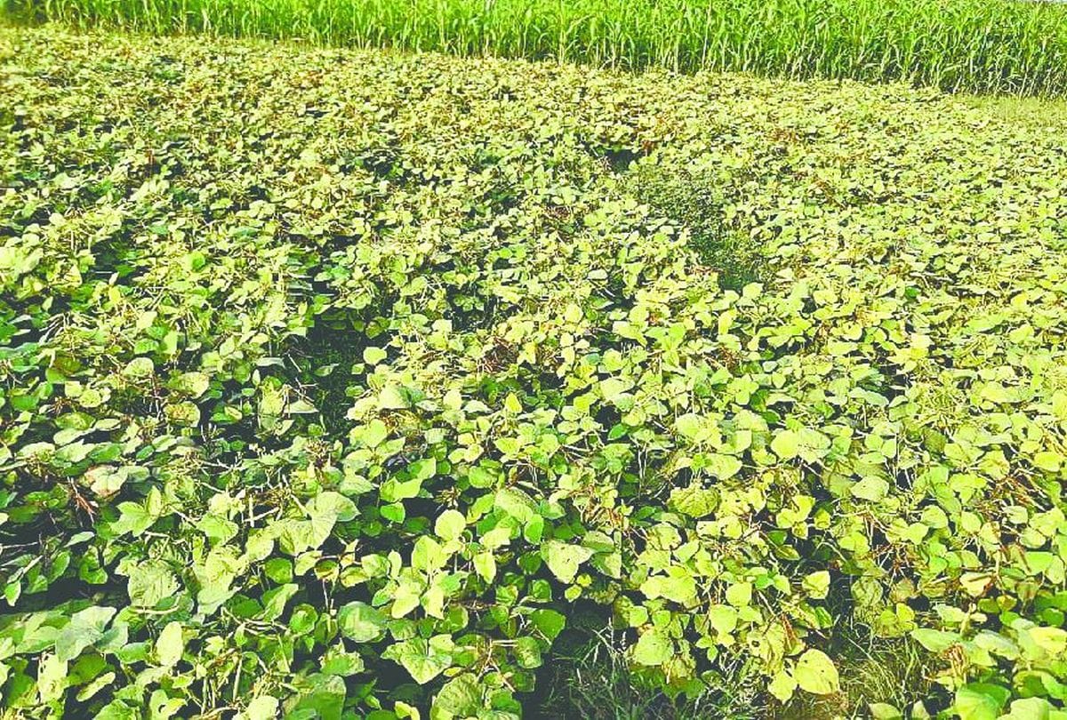 Procurement of Kharif crops will start from October 1 in Haryana