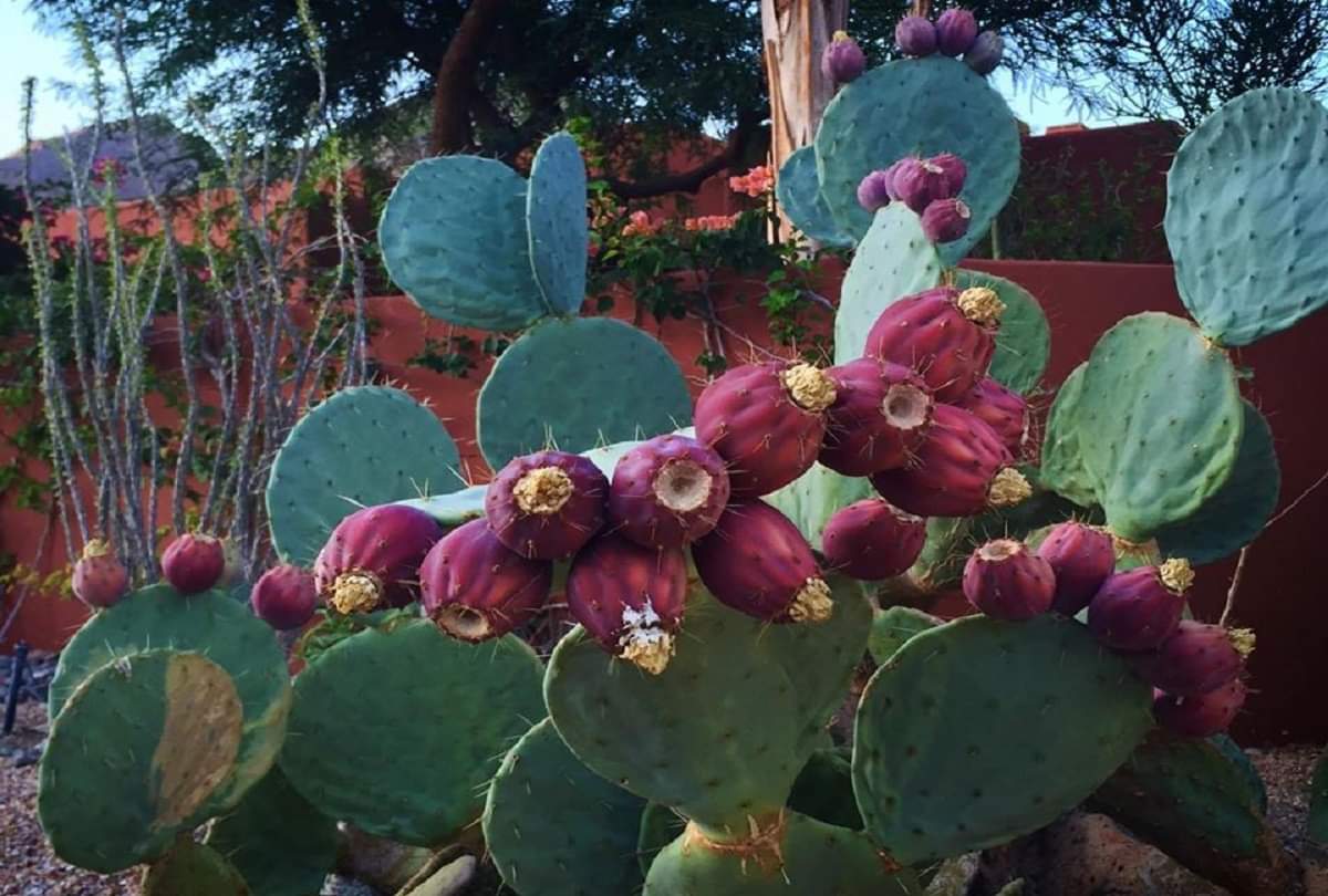 Green gold Nopal cactus which grows in the desert is called a magical plant