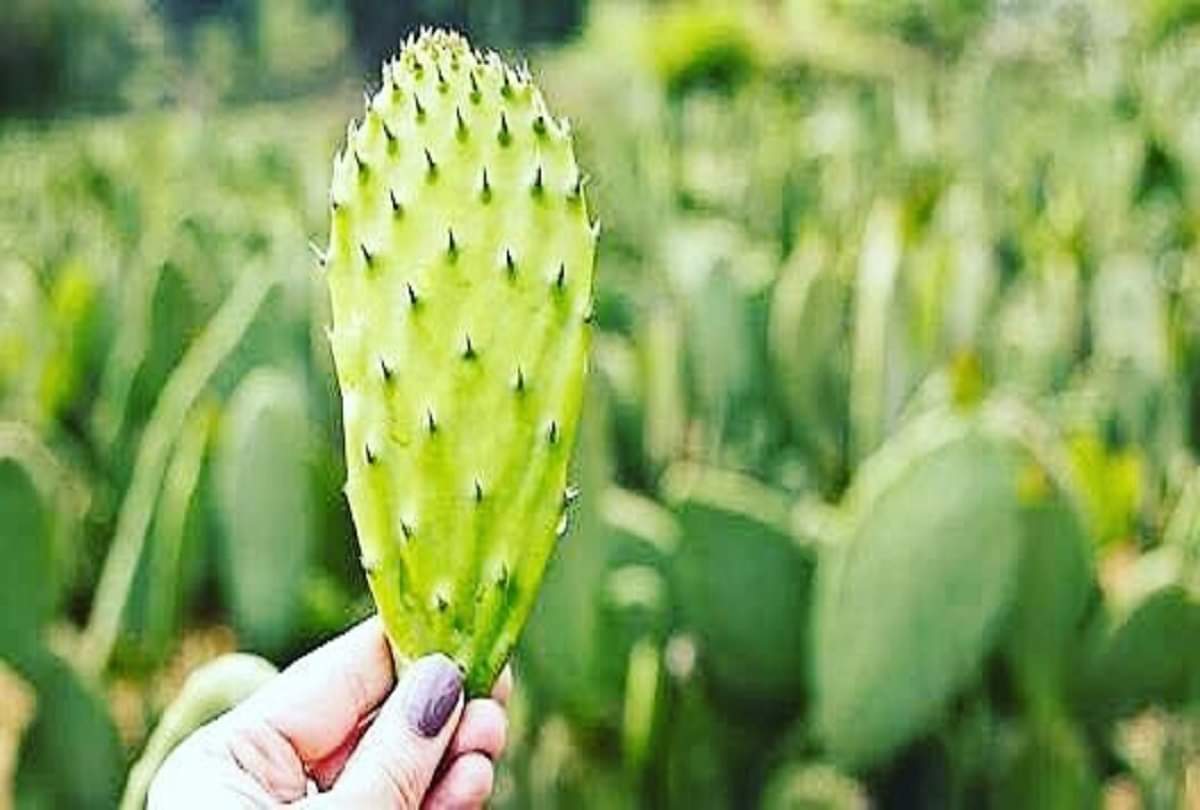 Green gold Nopal cactus which grows in the desert is called a magical plant