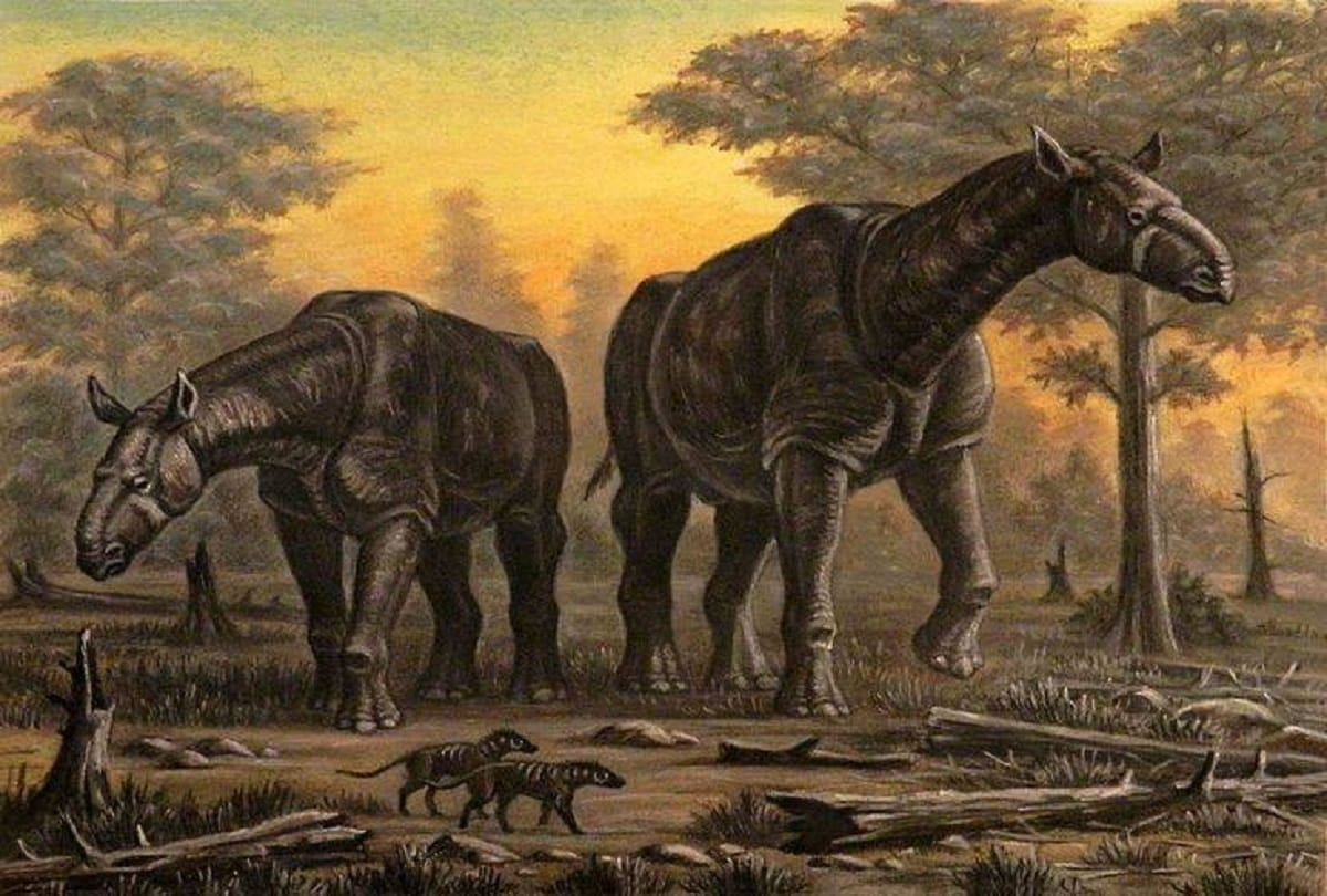 extinct animal Paraceratherium the largest terrestrial mammal ever