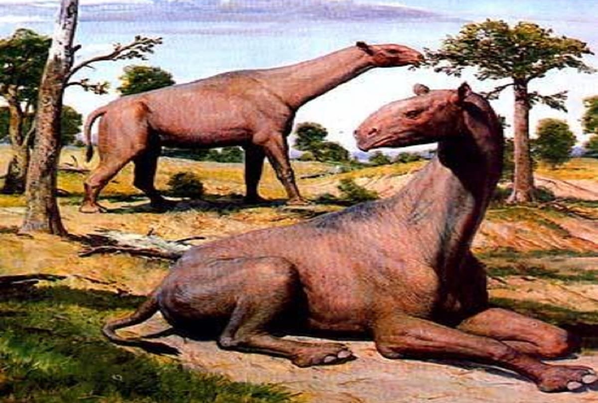 extinct animal Paraceratherium the largest terrestrial mammal ever