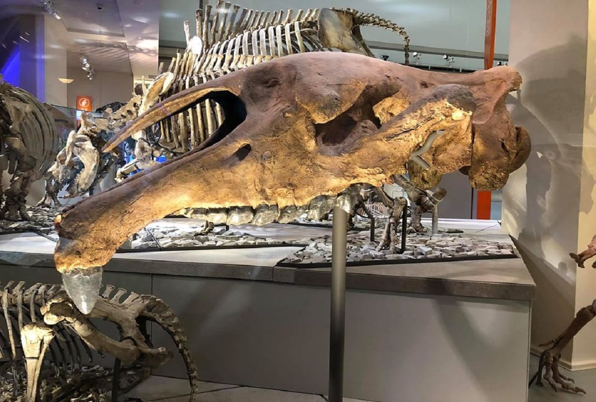extinct animal Paraceratherium the largest terrestrial mammal ever