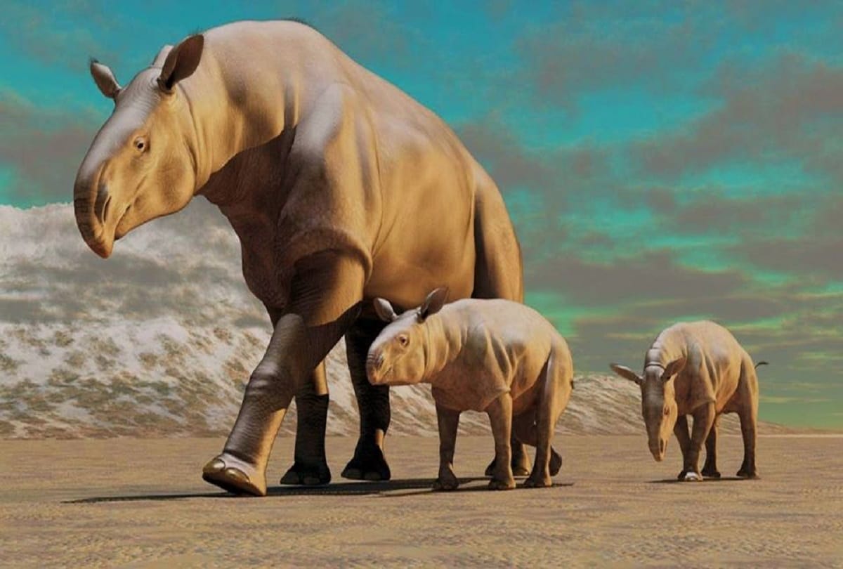 extinct animal Paraceratherium the largest terrestrial mammal ever
