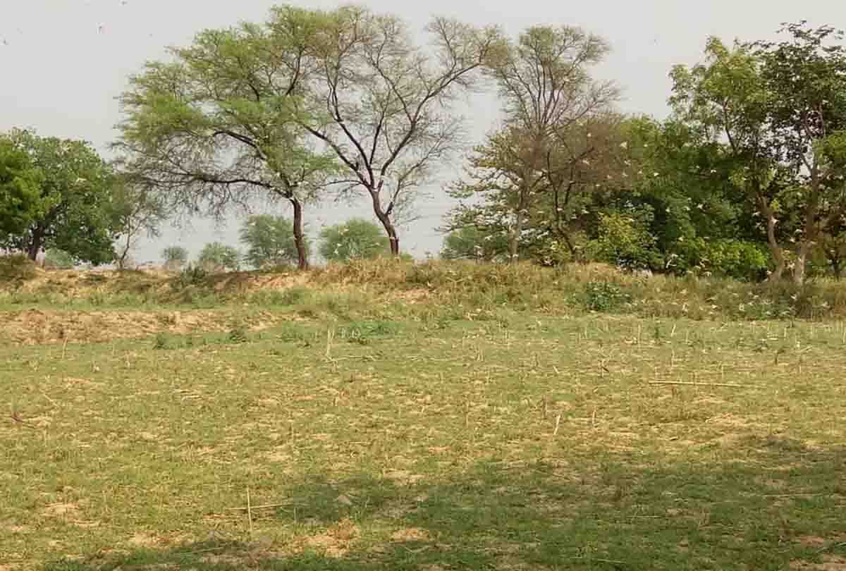 Jhansi village agriculture dept gets victory over locust attack with chemical spray
