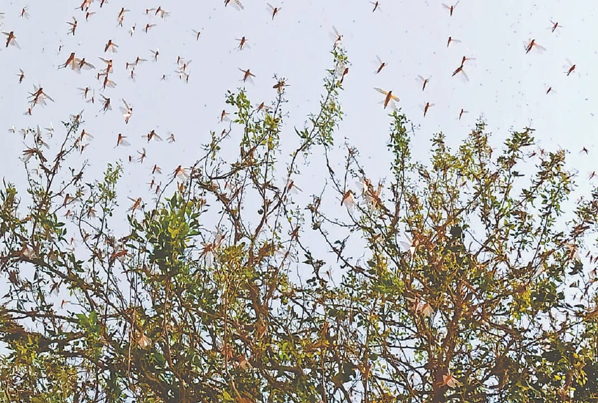 Many farmers were destroyed in grasshopper attack in Prayagraj