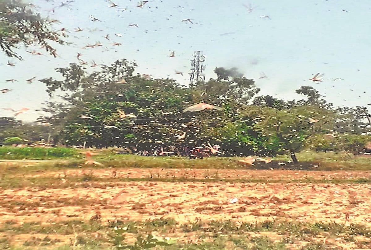 India and Pakistan first meeting on locust problem on June 18