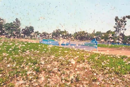 Many farmers were destroyed in grasshopper attack in Prayagraj