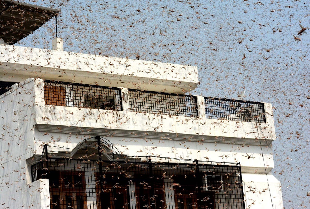 Locust party attacked the city