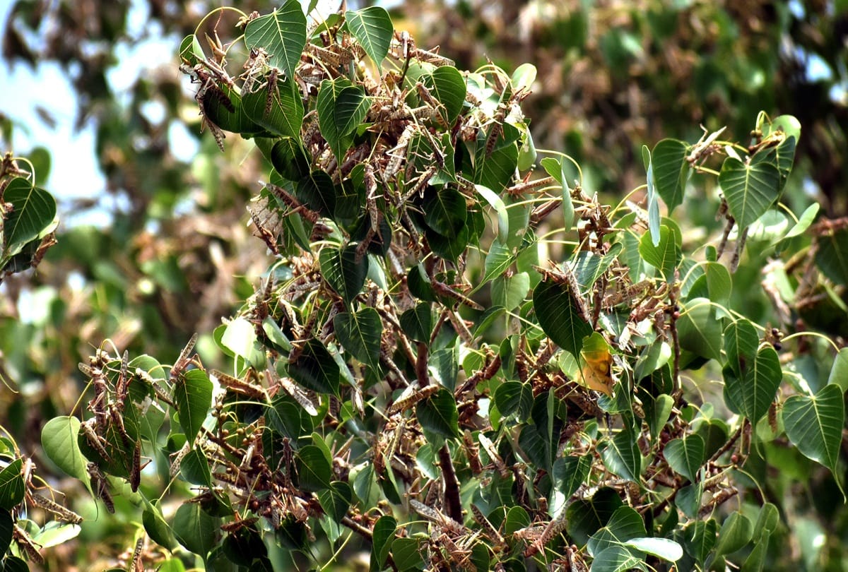 Locust party attacked the city