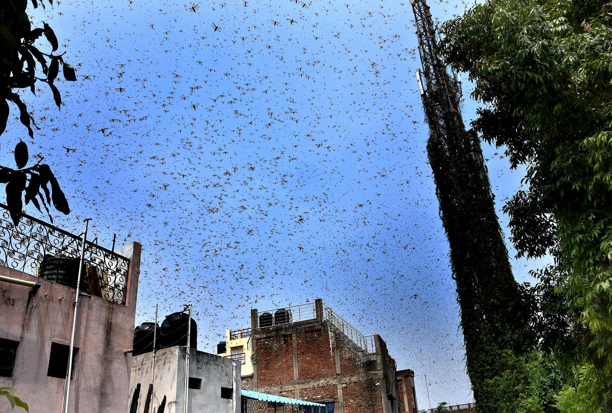 Locust party attacked the city