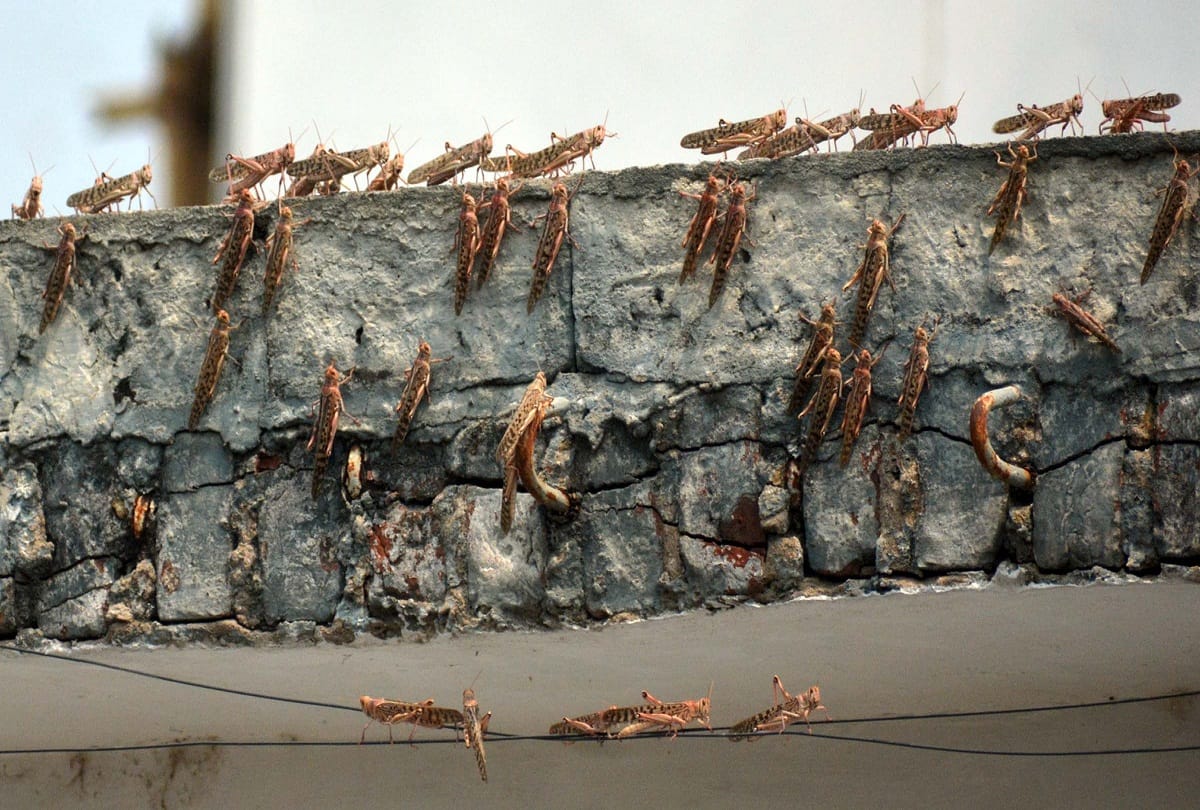 Locust party attacked the city
