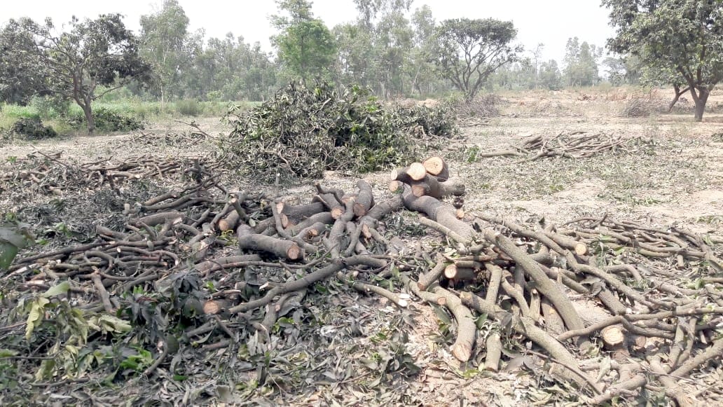 Cut mango orchard without permission