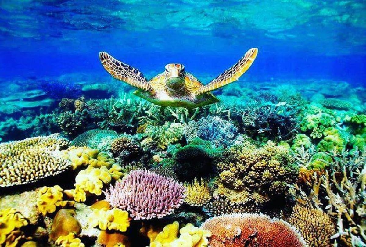 Great Barrier Reef is Worlds largest Coral reef in Australia
