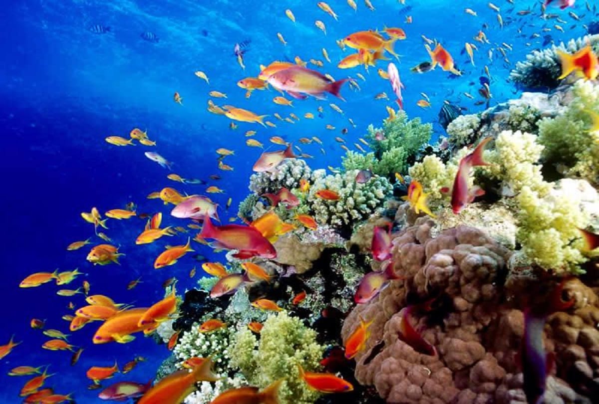 Great Barrier Reef is Worlds largest Coral reef in Australia