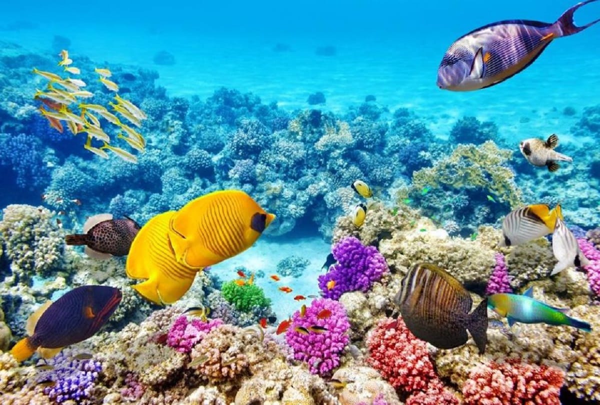 Great Barrier Reef is Worlds largest Coral reef in Australia