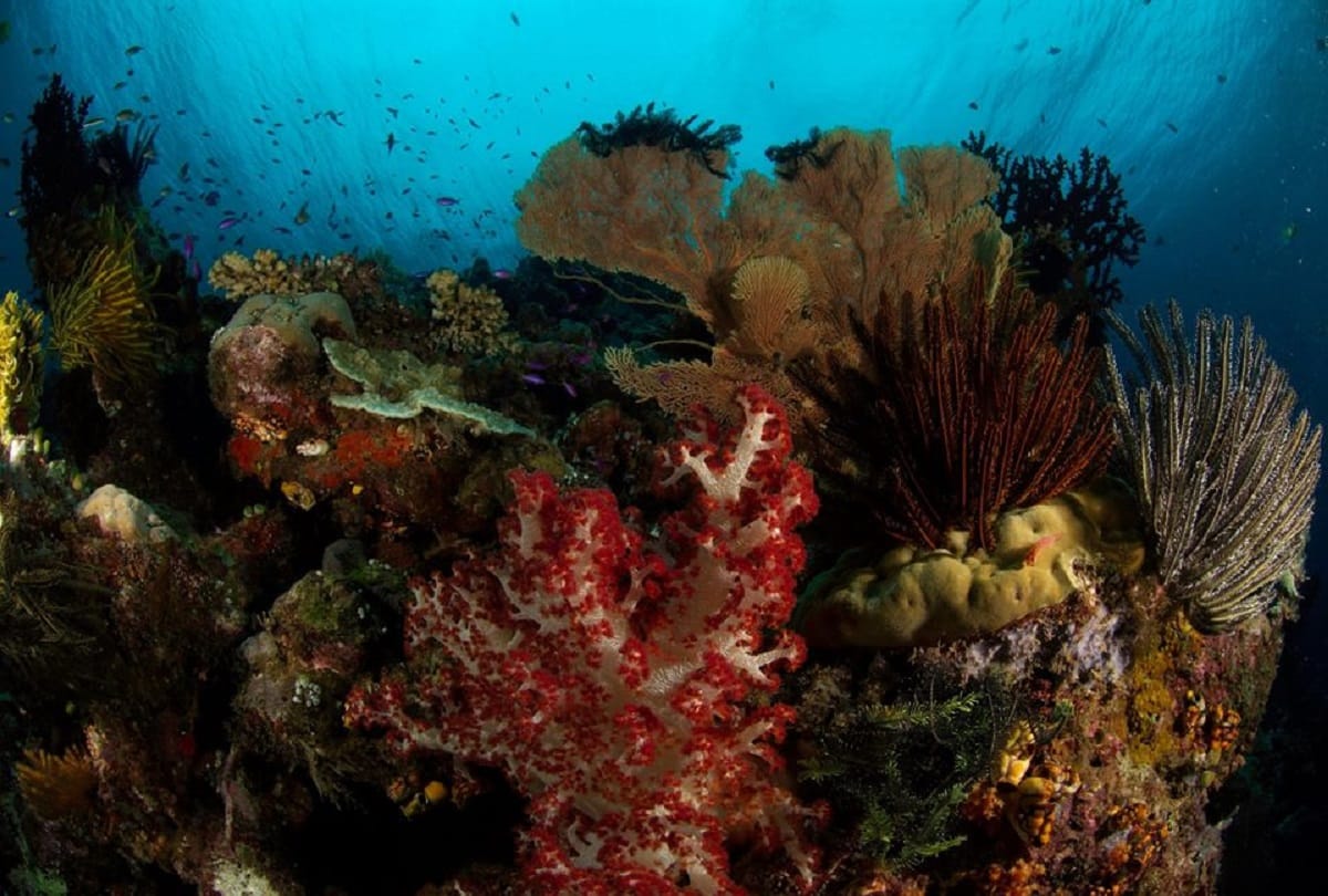 Great Barrier Reef is Worlds largest Coral reef in Australia