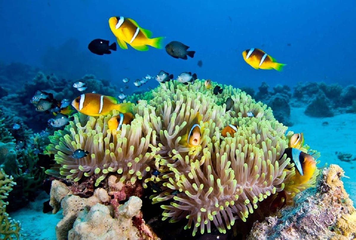 Great Barrier Reef is Worlds largest Coral reef in Australia