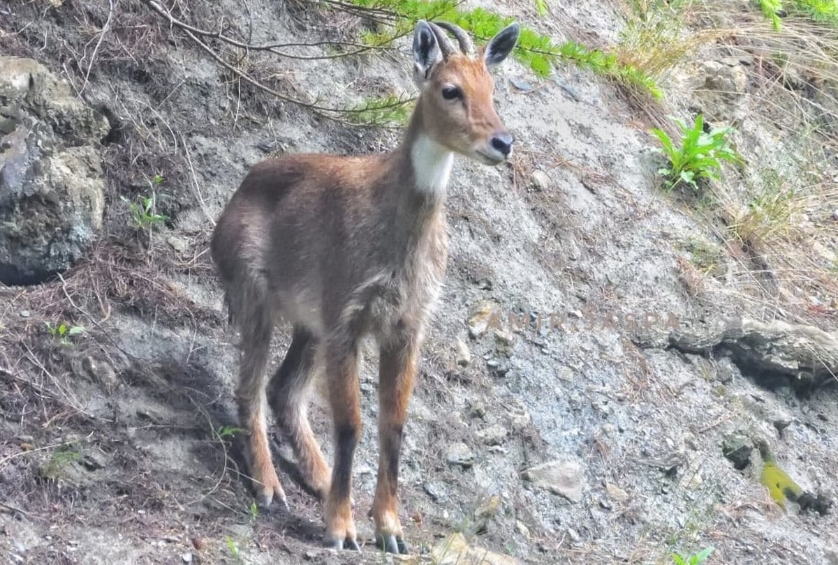 himalayan ghoral image captured by research students in lahaul spiti himachal pradesh