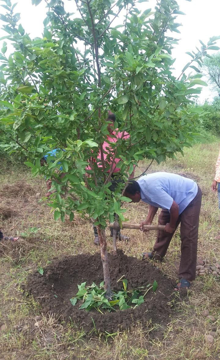 sahriya tribes, gardening