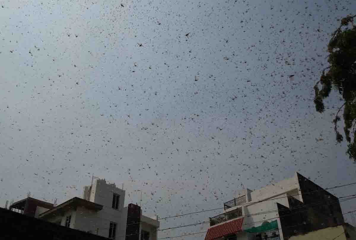Five teams formed to deal with locust party