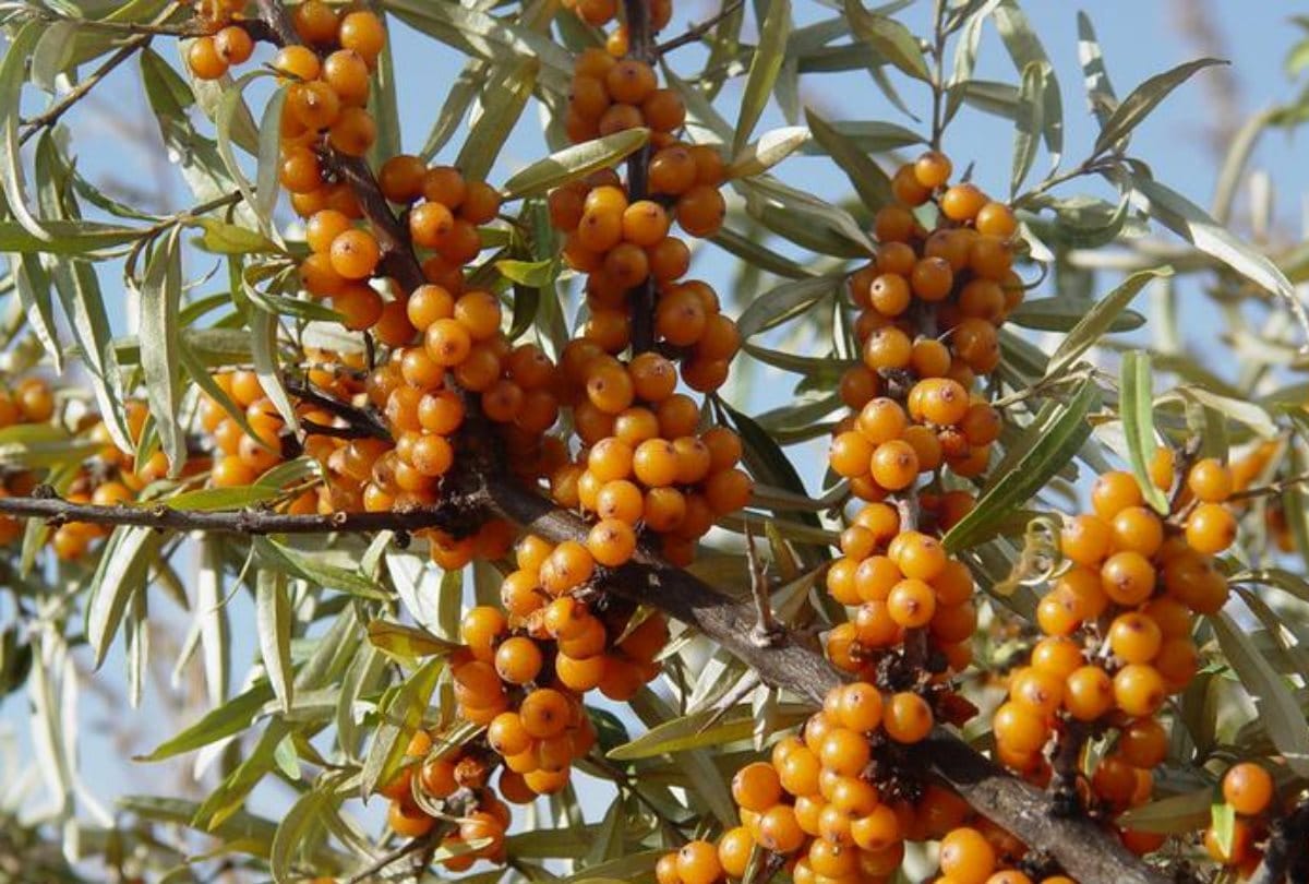 seabuckthorn Processing Plant in Raison kullu Himachal Pradesh